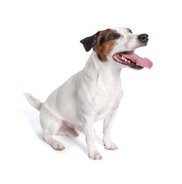 Photo of Cute Jack Russell Terrier dog on white background