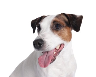 Photo of Portrait of cute Jack Russell Terrier dog on white background