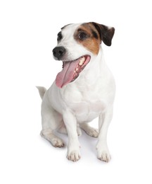 Photo of Cute Jack Russell Terrier dog sitting on white background