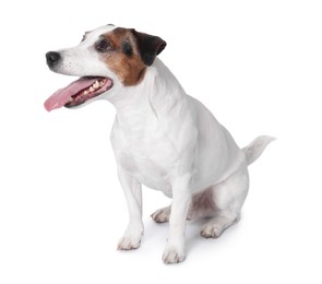 Photo of Cute Jack Russell Terrier dog sitting on white background