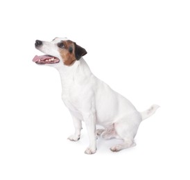 Photo of Cute Jack Russell Terrier dog sitting on white background