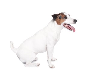 Photo of Cute Jack Russell Terrier dog sitting on white background