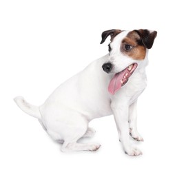 Photo of Cute Jack Russell Terrier dog sitting on white background