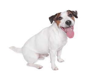 Photo of Cute Jack Russell Terrier dog sitting on white background