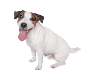 Photo of Cute Jack Russell Terrier dog sitting on white background