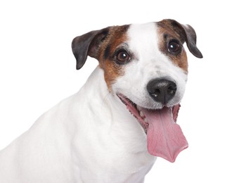 Photo of Portrait of cute Jack Russell Terrier dog on white background