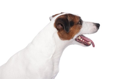 Photo of Portrait of cute Jack Russell Terrier dog on white background