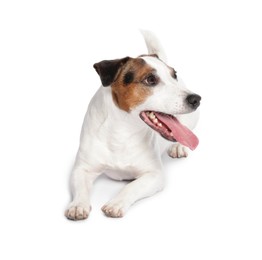 Photo of Cute Jack Russell Terrier dog on white background