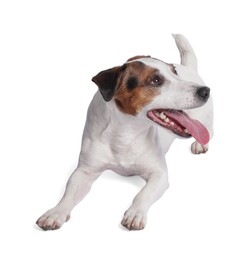 Photo of Cute Jack Russell Terrier dog on white background