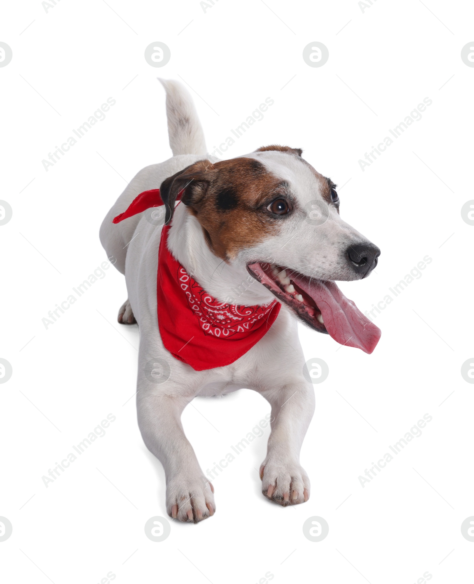 Cute Jack Russell Terrier dog with red bandana on white background Photo of Cute Jack Russell Terrier dog with red bandana on white background