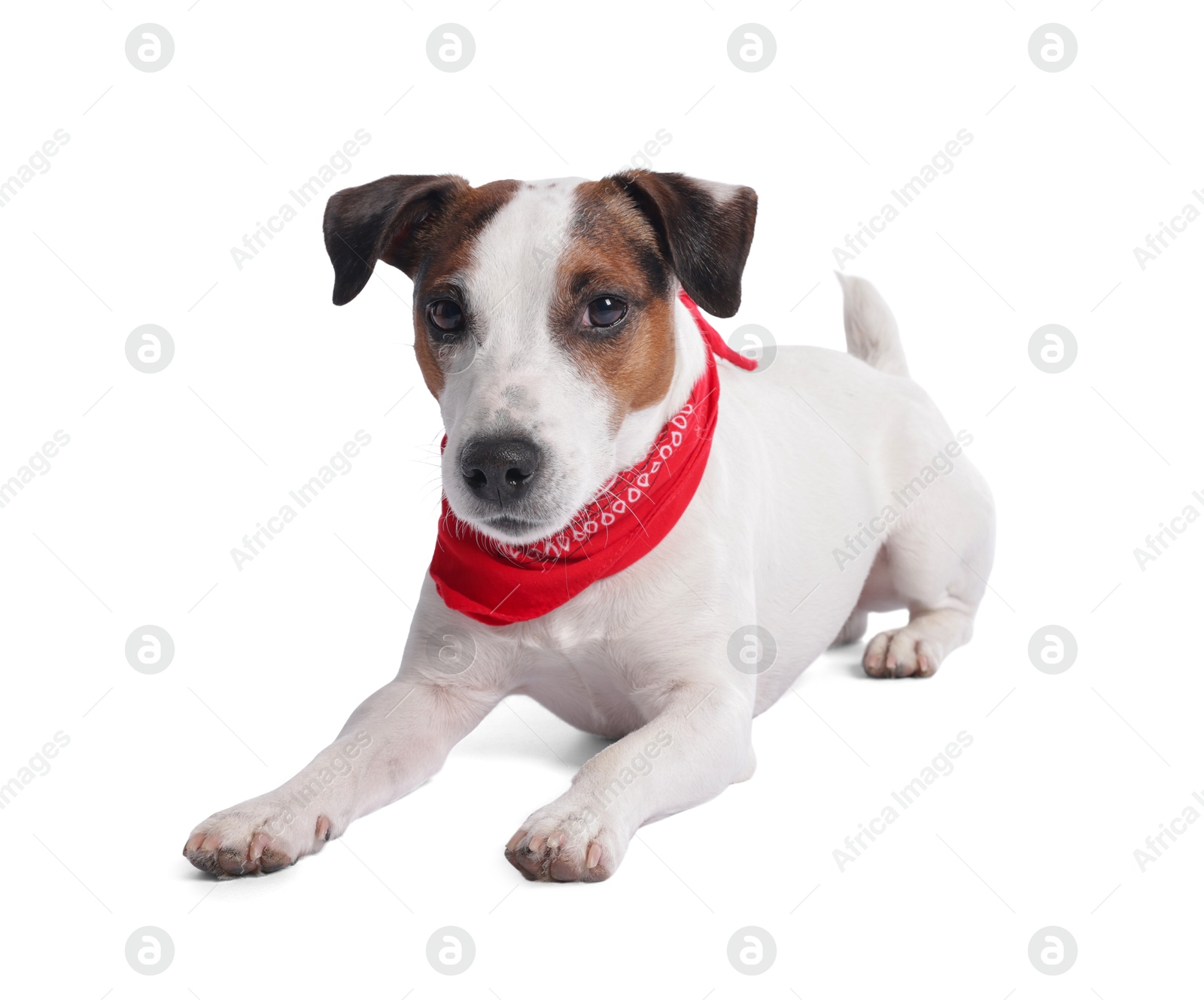 Cute Jack Russell Terrier dog with red bandana on white background Photo of Cute Jack Russell Terrier dog with red bandana on white background