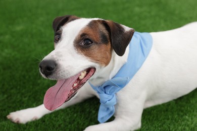 Photo of Cute Jack Russell Terrier dog lying on green grass