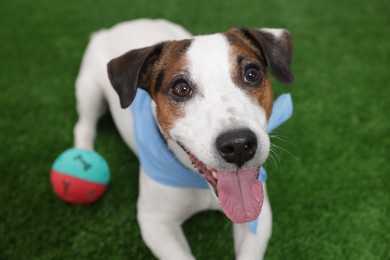 Photo of Cute Jack Russell Terrier dog with pet toy lying on green grass