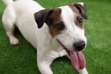 Photo of Cute Jack Russell Terrier dog lying on green grass