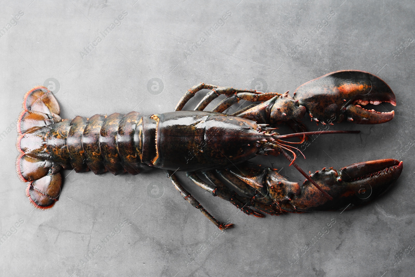 Photo of One raw lobster on grey textured table, top view