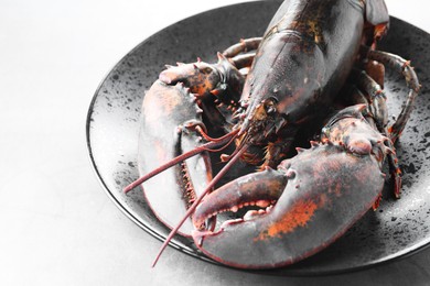 One raw lobster on grey textured table, closeup