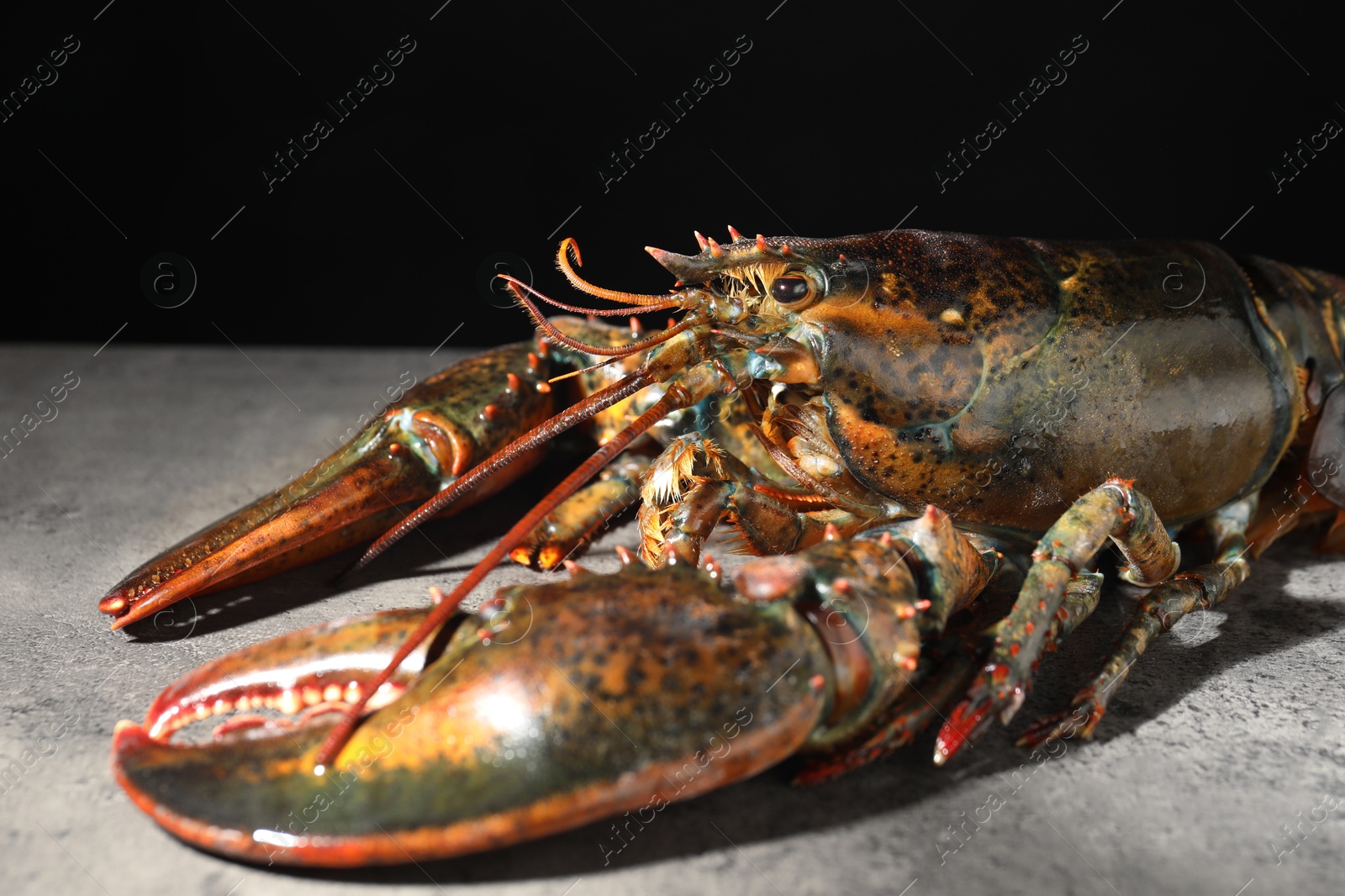 Photo of Raw lobster on grey textured table against black background, closeup