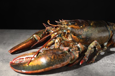 Raw lobster on grey textured table against black background, closeup