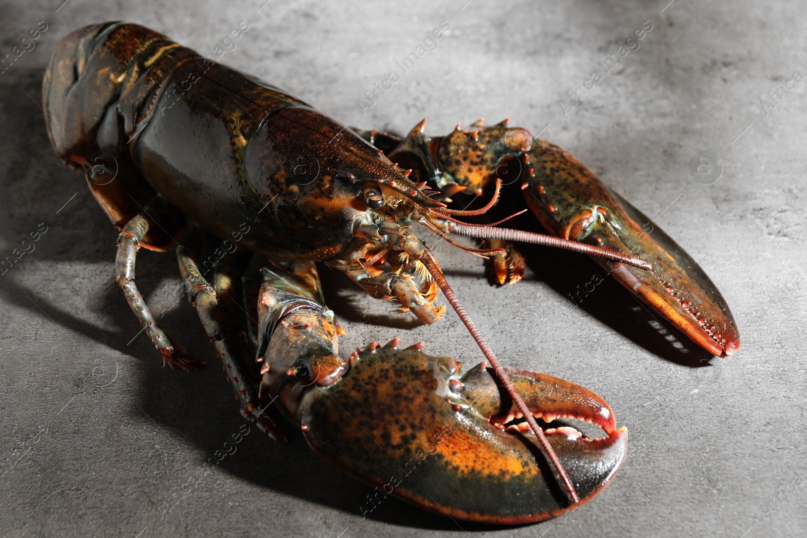 Photo of Raw lobster on grey textured table, closeup