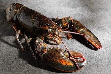 Photo of Raw lobster on grey textured table, closeup