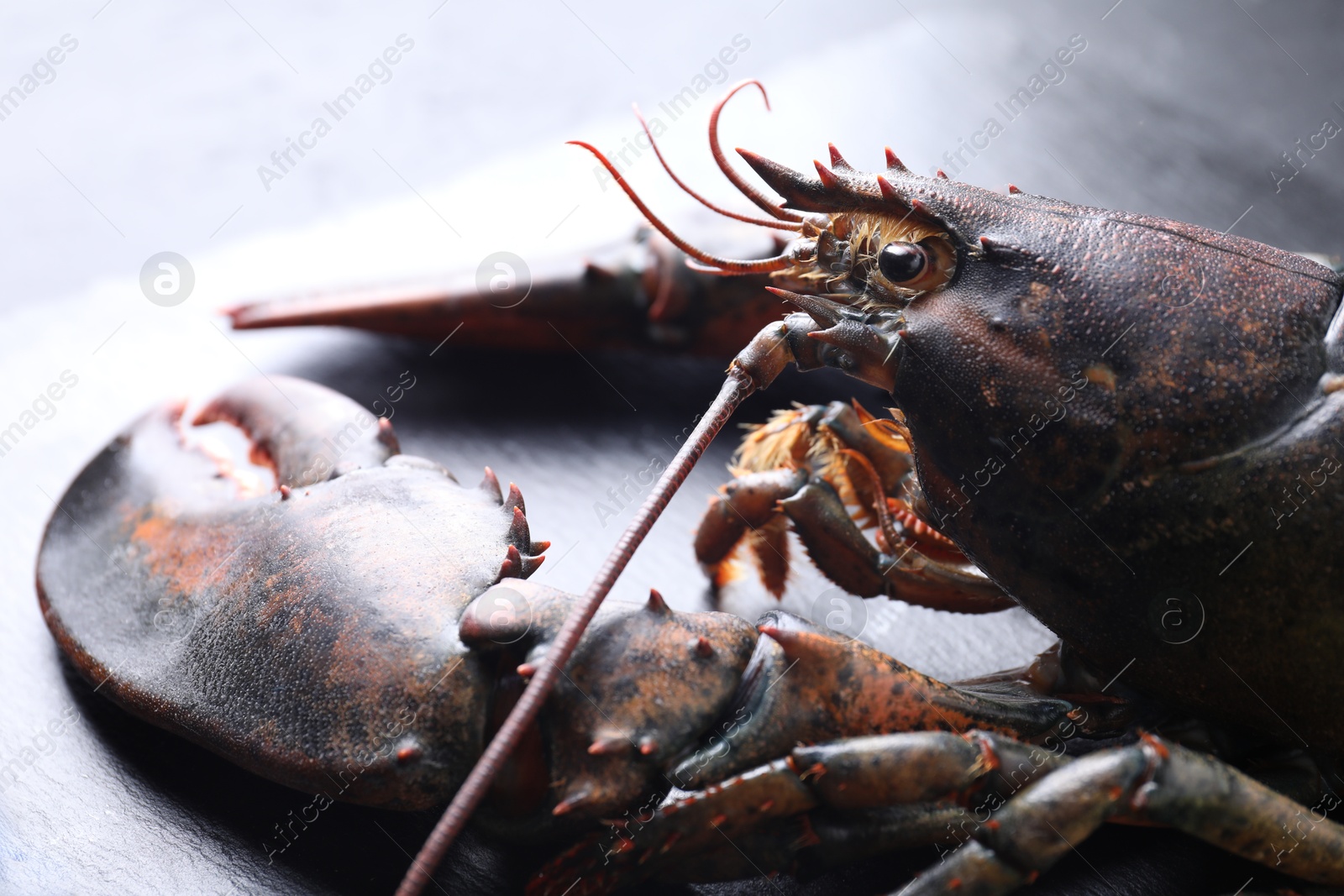 Photo of One raw lobster on grey table, closeup