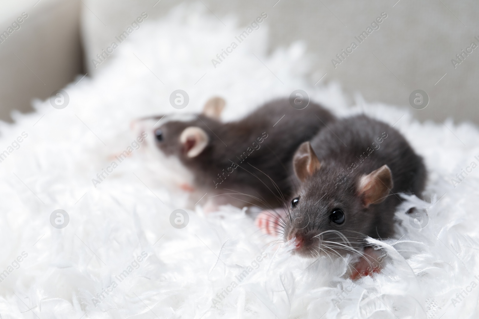 Photo of Adorable little rats on white feathers, closeup. Space for text