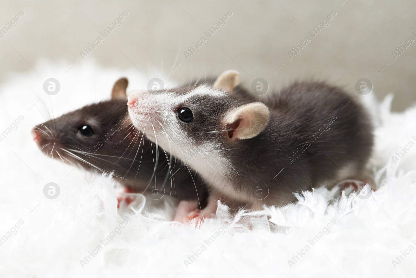 Photo of Adorable little rats on white feathers, closeup