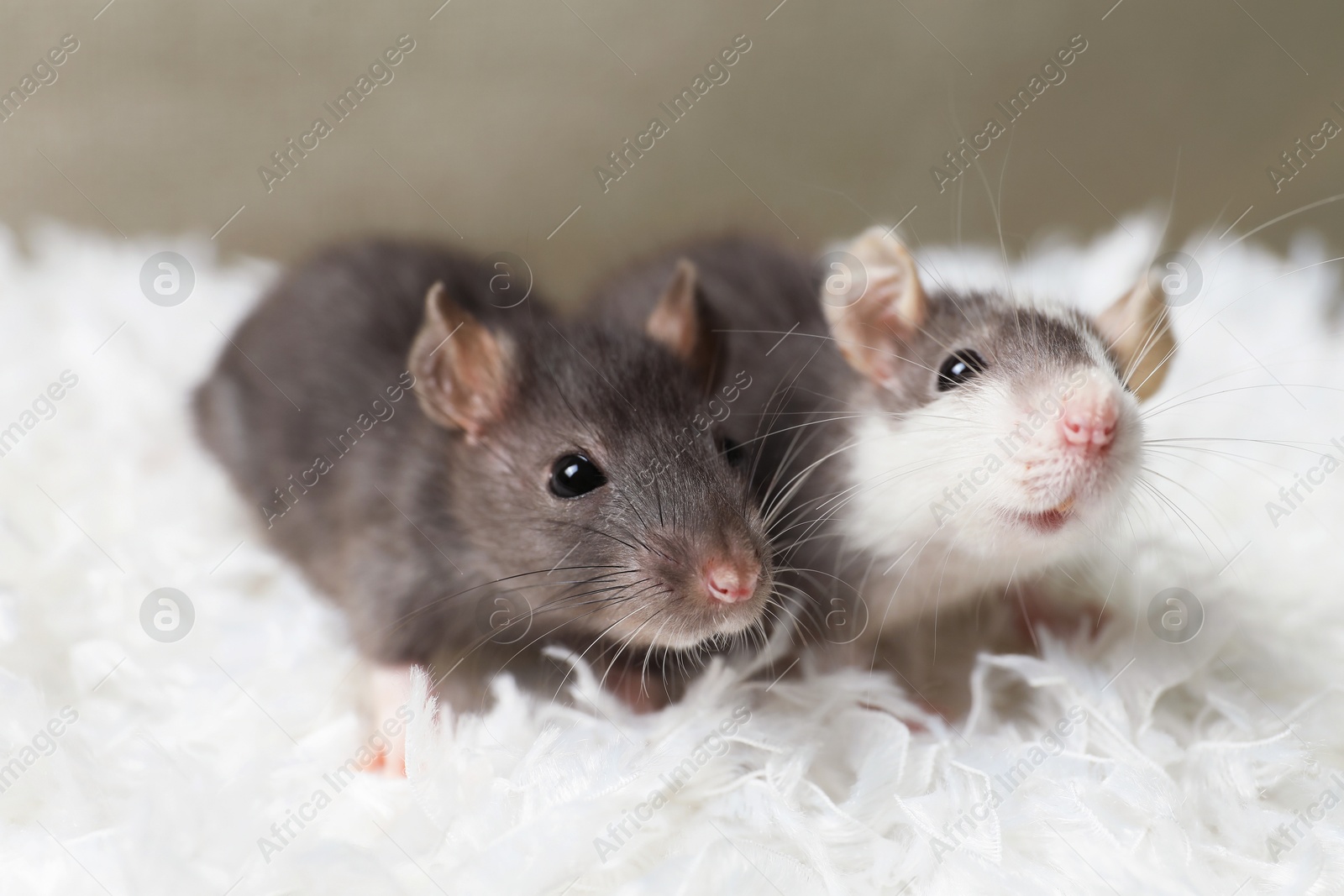 Photo of Adorable little rats on white feathers, closeup