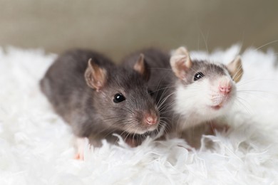 Adorable little rats on white feathers, closeup