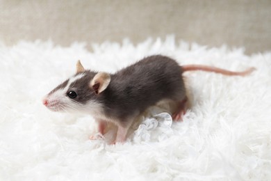 One adorable little rat on white feathers