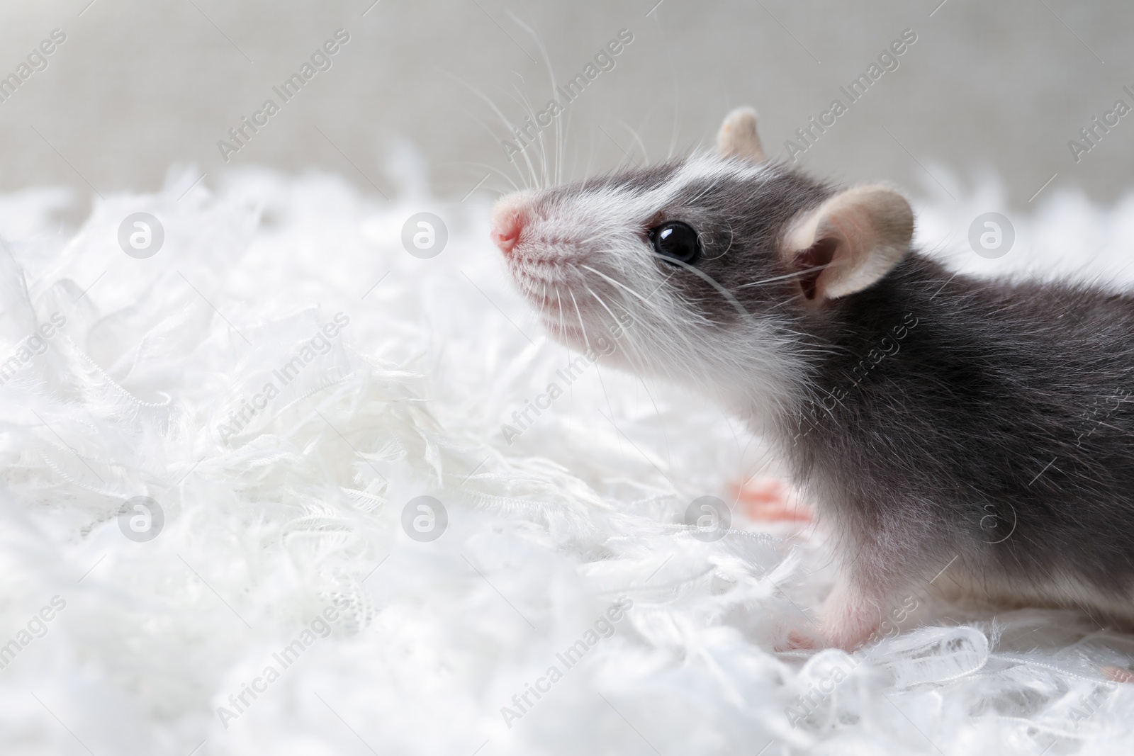 Photo of Adorable little rat on white feathers, closeup. Space for text