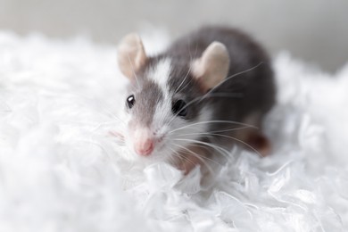 Photo of One adorable little rat on white feathers, closeup