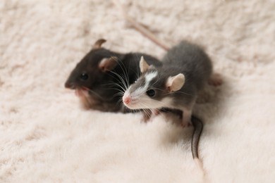 Two adorable little rats on faux fur