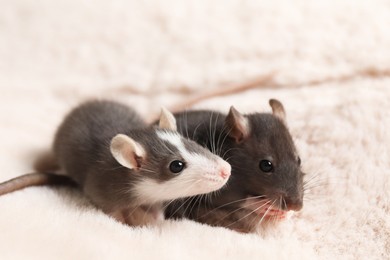 Two adorable little rats on faux fur