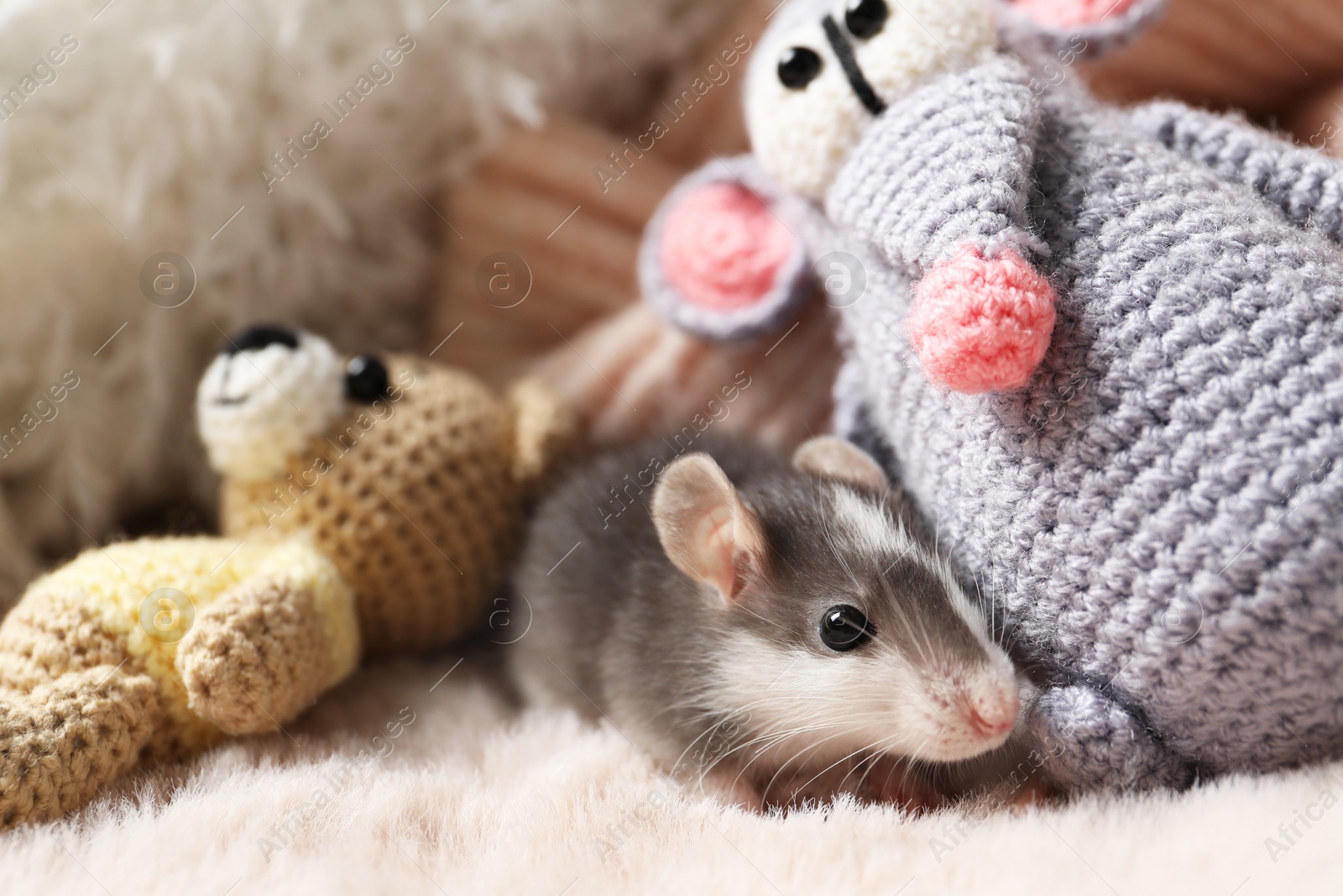 Photo of Adorable little rat and crocheted toys on faux fur