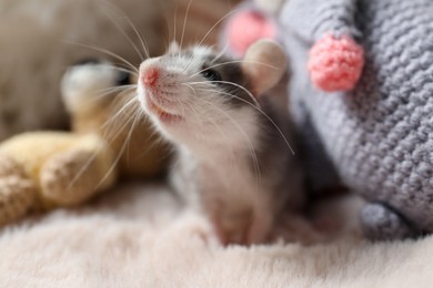 Photo of Adorable little rat and crocheted toys on faux fur, closeup