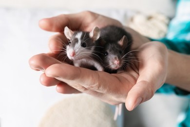 Photo of Woman with adorable little rats indoors, closeup