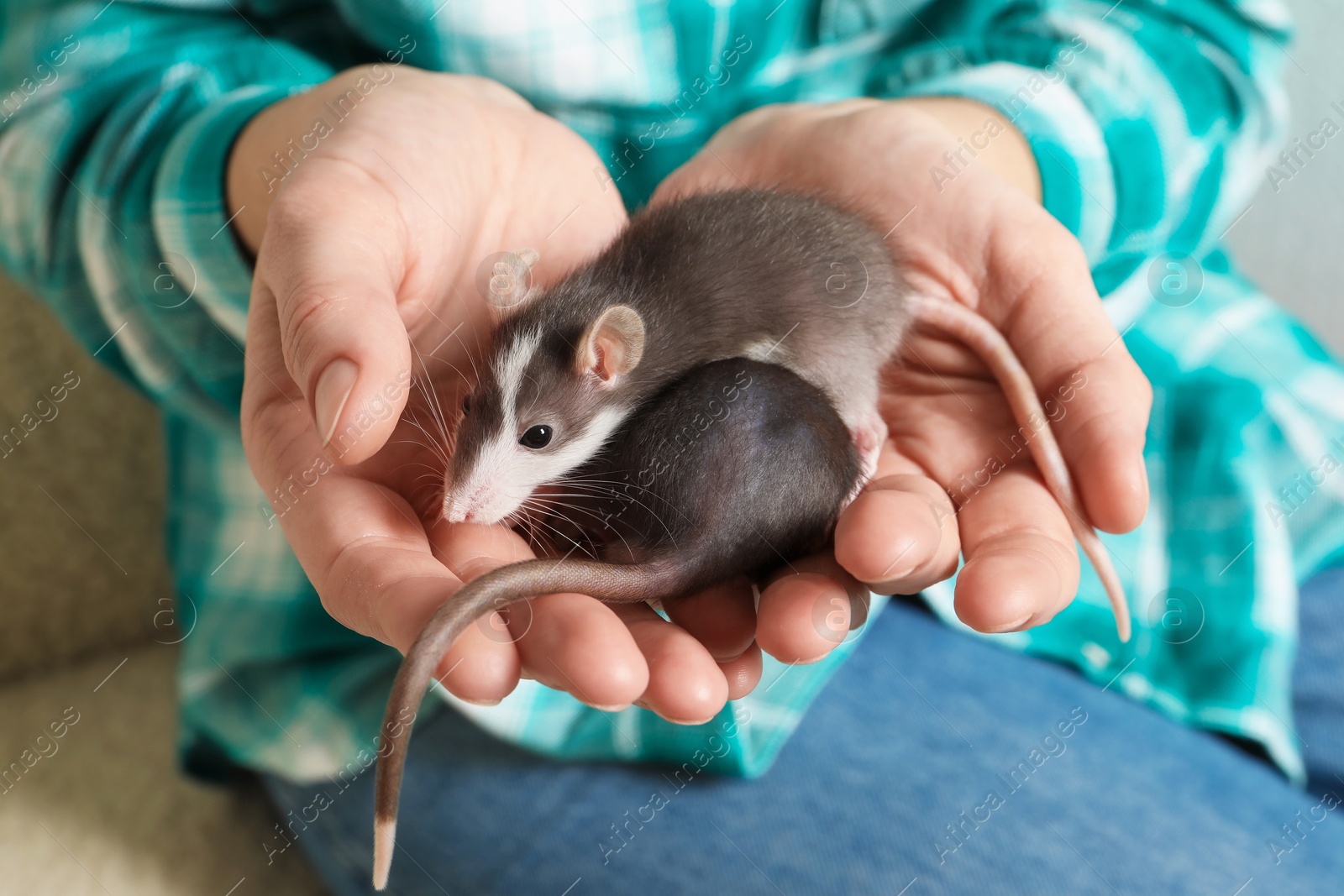 Photo of Woman with adorable little rats on sofa indoors, closeup