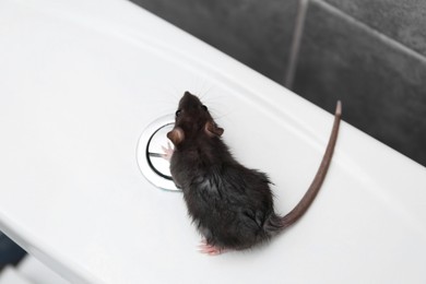 Photo of Rat on toilet bowl in bathroom, above view. Pest control