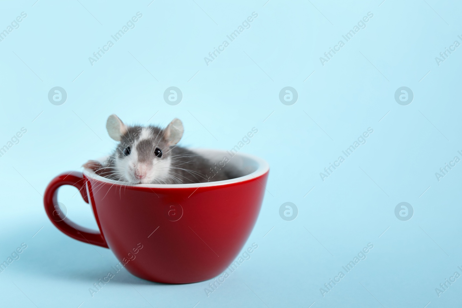 Photo of Adorable little rat peeking out of cup on light background, closeup. Space for text