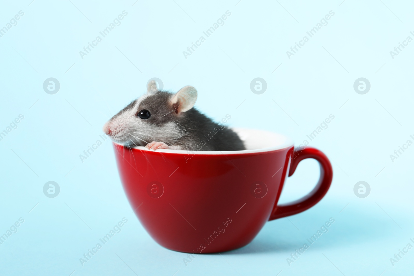 Photo of Adorable little rat peeking out of cup on light background, closeup