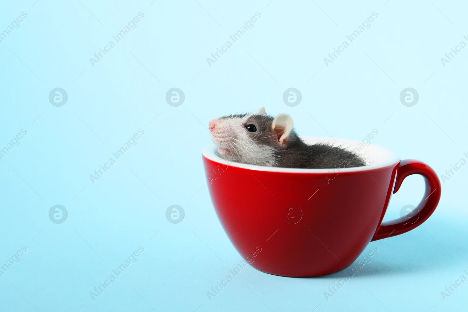 Photo of Adorable little rat peeking out of cup on light background, closeup. Space for text