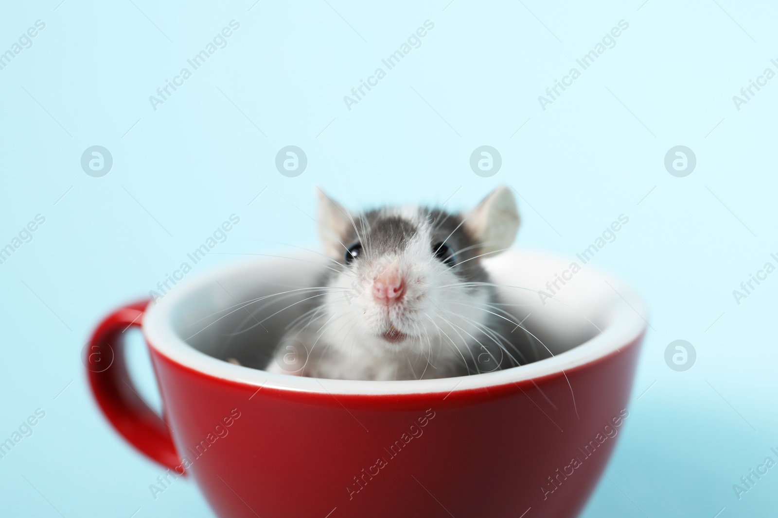 Photo of Adorable little rat peeking out of cup on light background, closeup