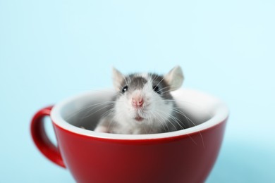 Photo of Adorable little rat peeking out of cup on light background, closeup