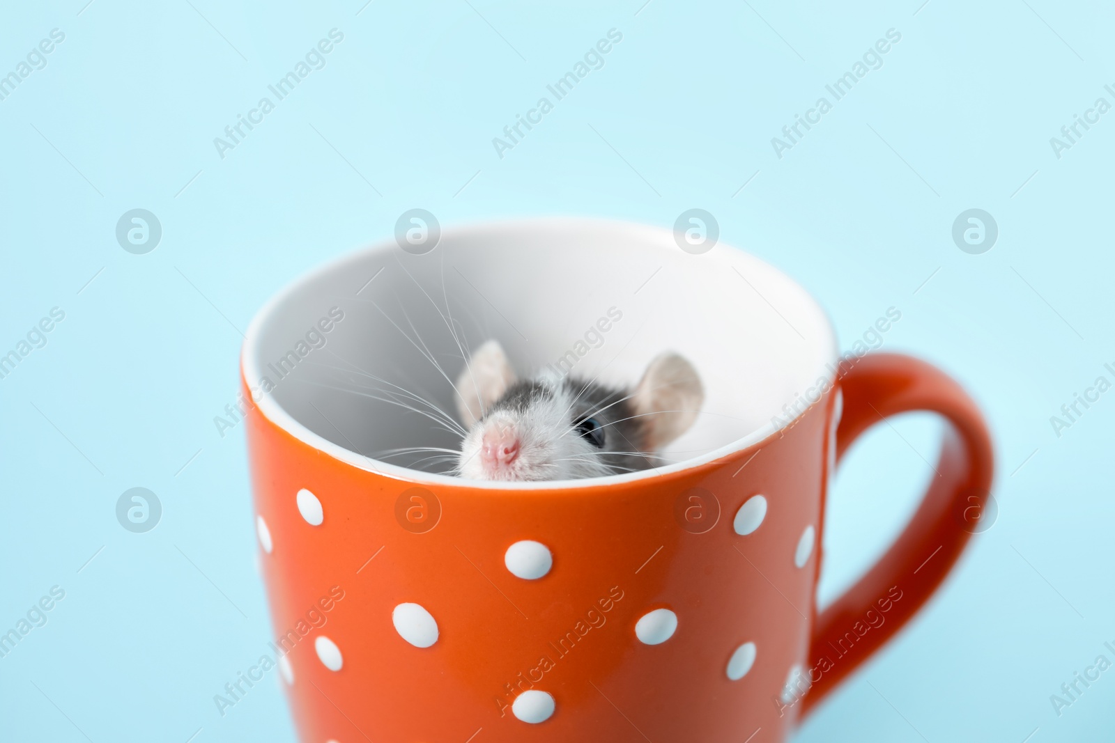 Photo of Adorable little rat peeking out of cup on light background, closeup