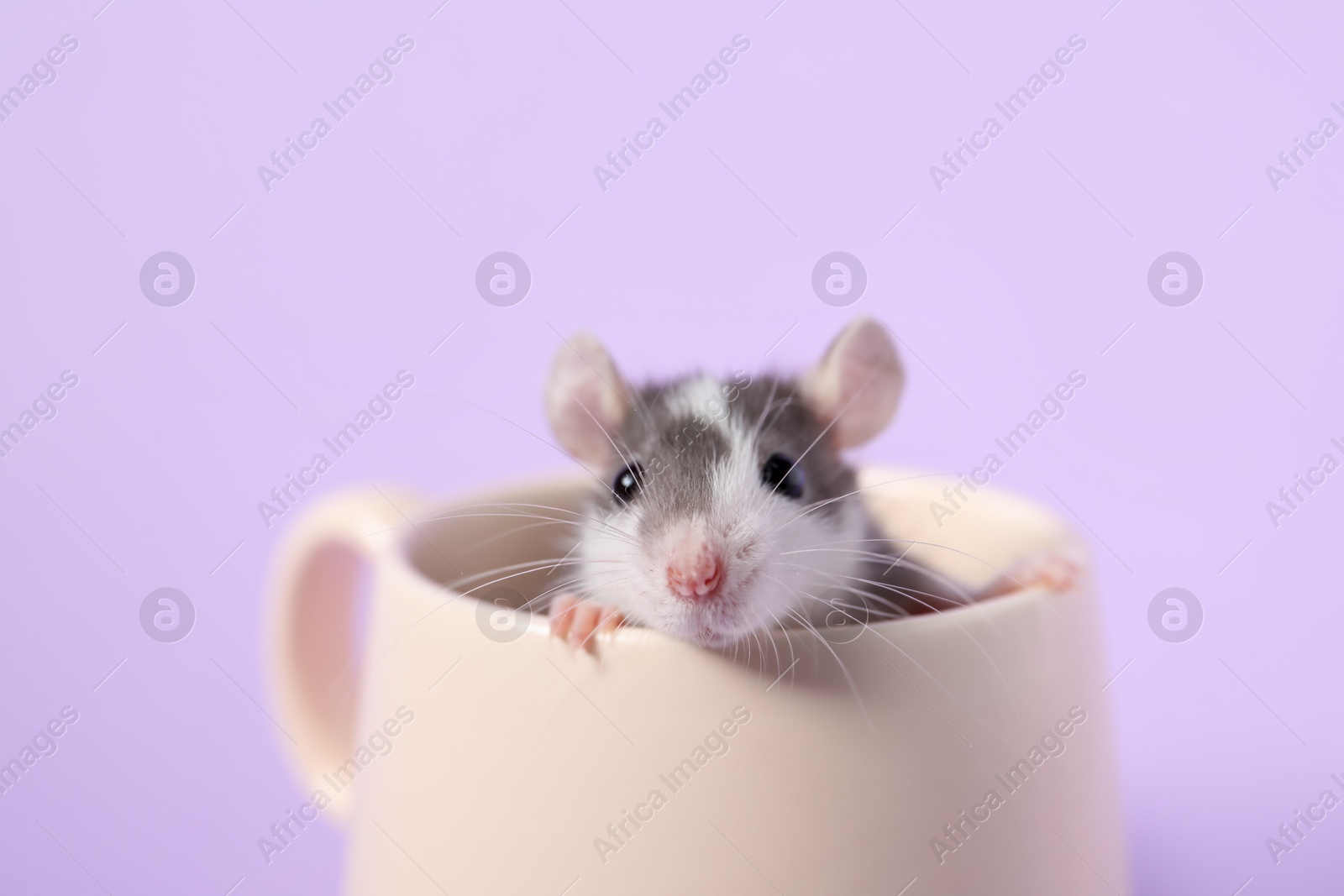 Photo of Adorable little rat peeking out of cup on violet background, closeup