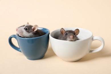 Photo of Adorable little rats peeking out of cups on beige background, closeup