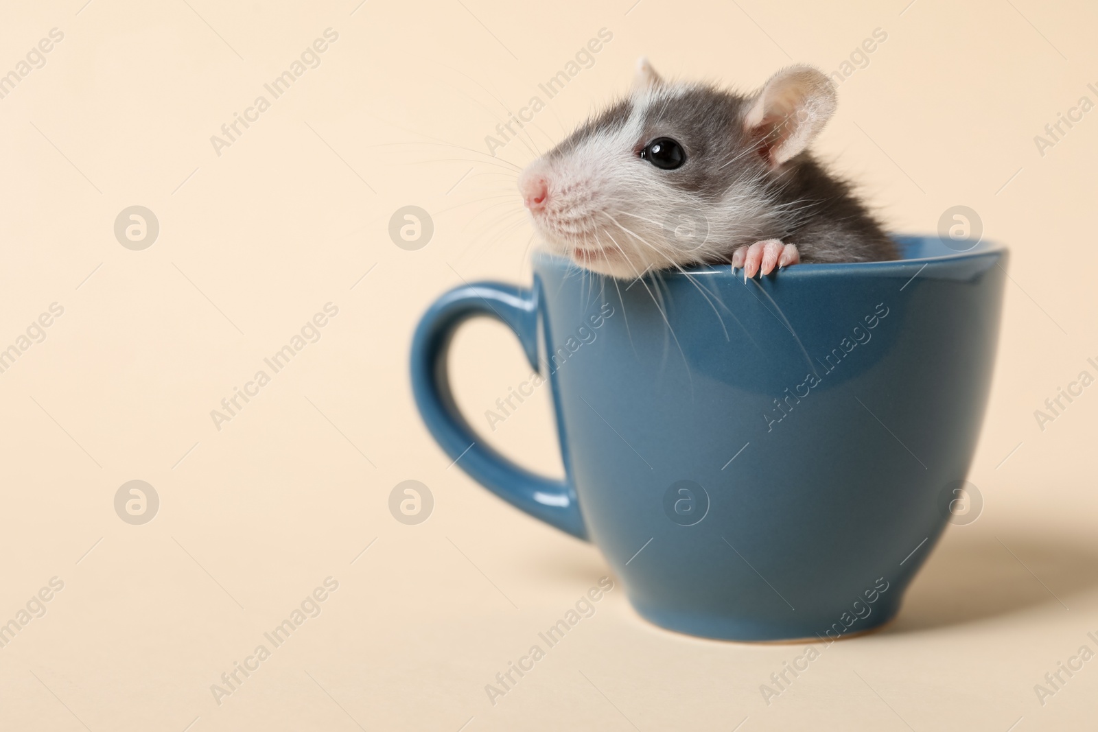 Photo of Adorable little rat peeking out of cup on beige background, closeup. Space for text