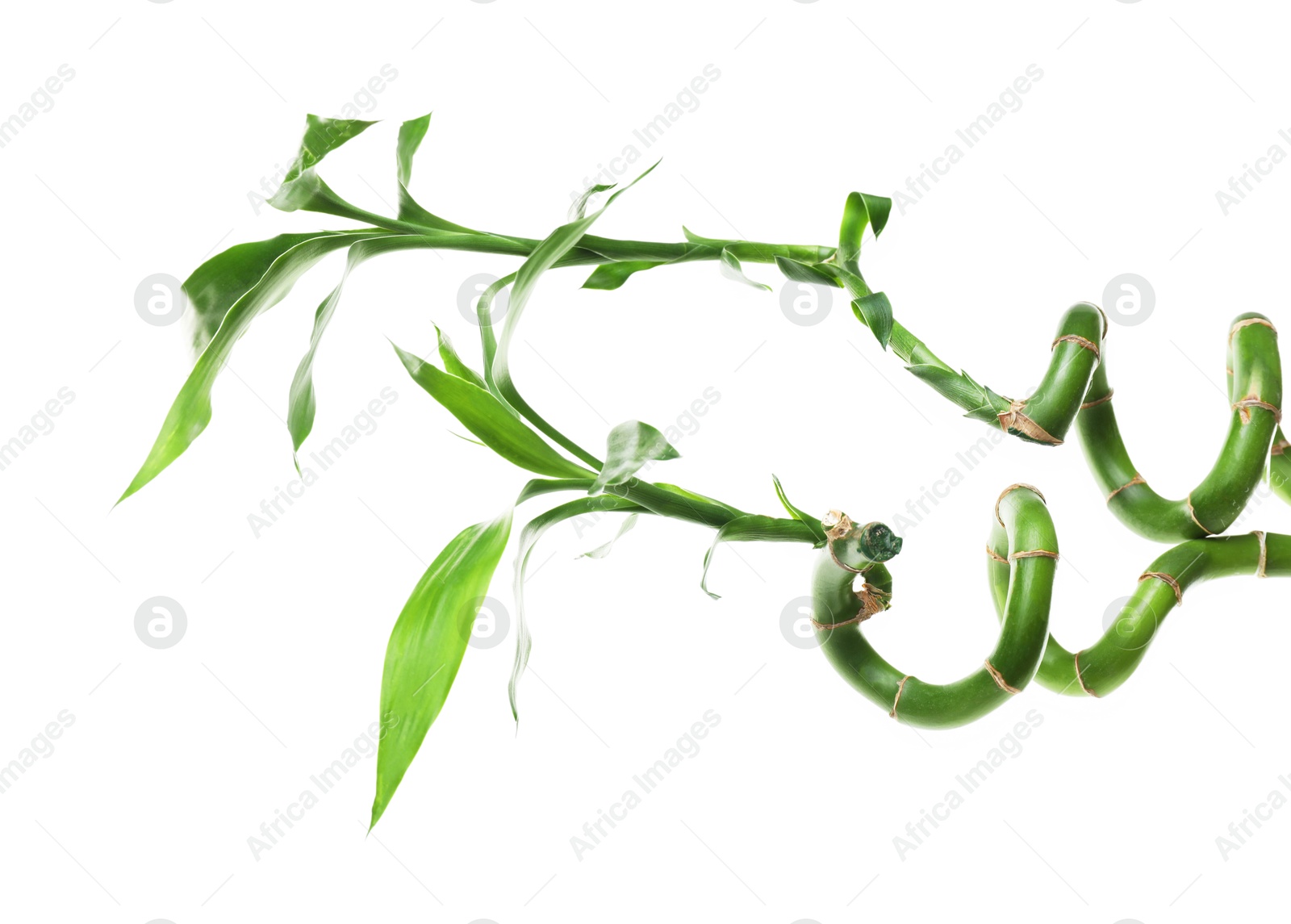 Photo of Beautiful green bamboo stems isolated on white