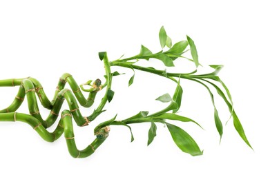 Photo of Beautiful green bamboo stems isolated on white